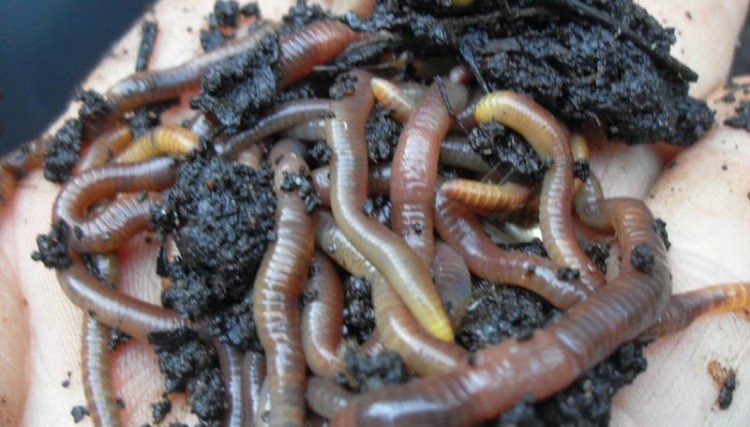 coffee ground worms