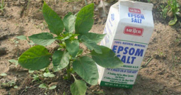 epsom salt plant