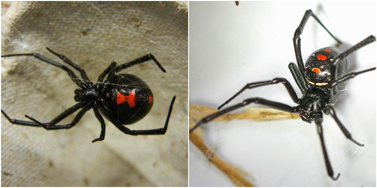 Image of black widow spiders.