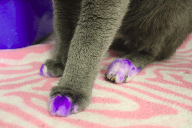 purple paws close-up