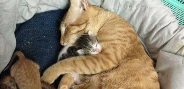 "Husband" Supports Mama Cat While She Has Kittens TipHero