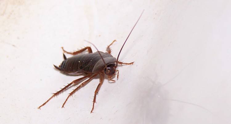 Image of roach.