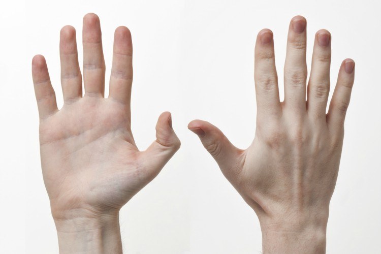 Front and back of hands.